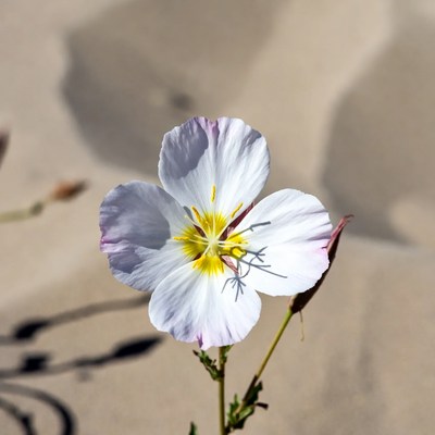 White flower in sand dunes