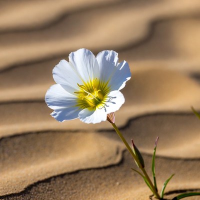 White flower on sand dunes