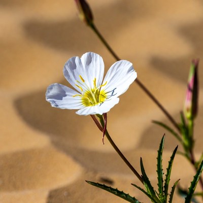White flower in desert sand