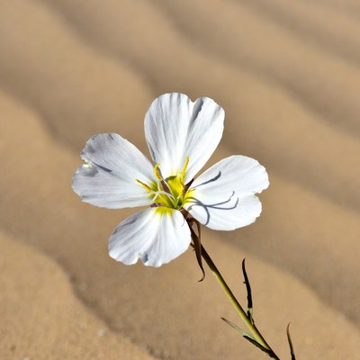 White flower on sand dunes