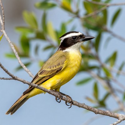 Great Kiskadee perched on branch