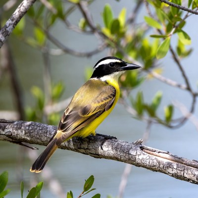 Great Kiskadee perched on branch