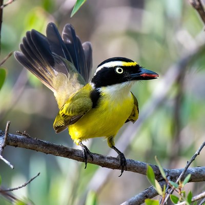 Yellow-breasted Chat perched on branch