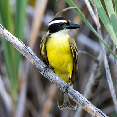 Great Kiskadee perched on branch