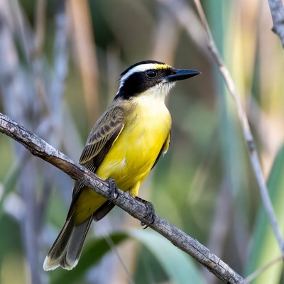 Great Kiskadee perched on branch