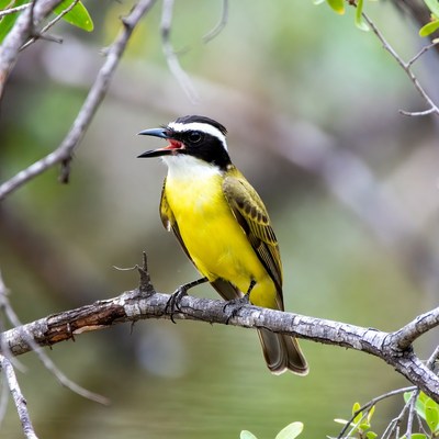 Great Kiskadee bird calling on branch