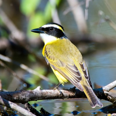 Great Kiskadee perched on branch