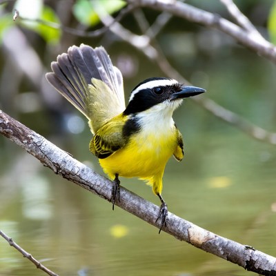 Great Kiskadee perched on branch