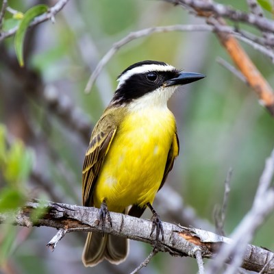 Great Kiskadee perched on branch