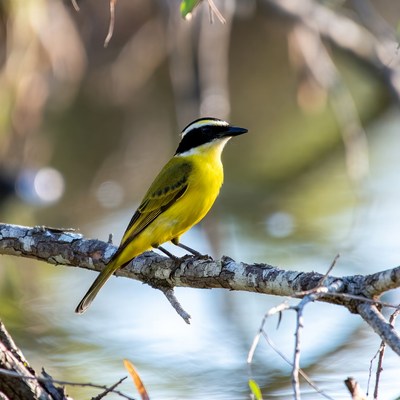 Great Kiskadee perched on branch
