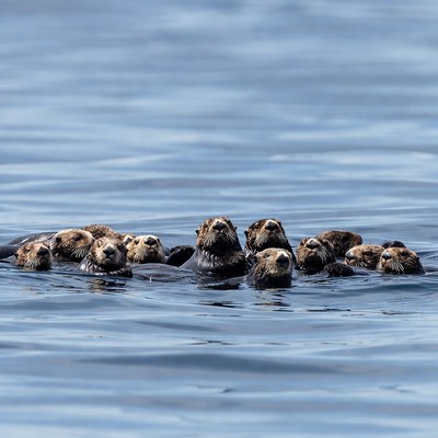 Group of otters floating in ocean
