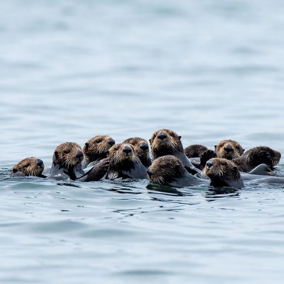 Group of sea otters swimming together
