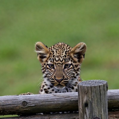Baby Leopard Peeking Over Fence