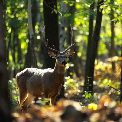 Buck standing in forest