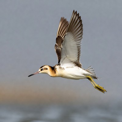 Wilson's Phalarope flying in flight