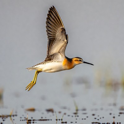 Black-necked Stilt Flying over Water