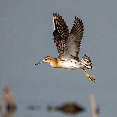 Flying pectoral sandpiper bird
