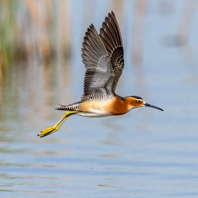 Black-necked Stilt Flying over Water