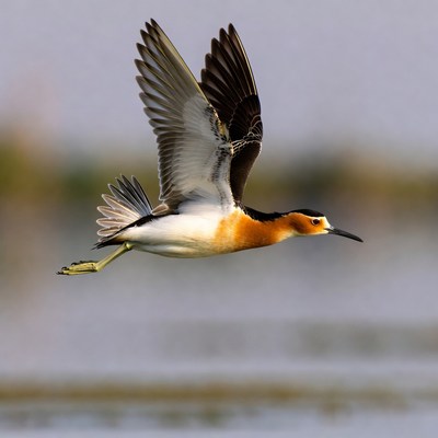 Black-necked Stilt Flying in Flight
