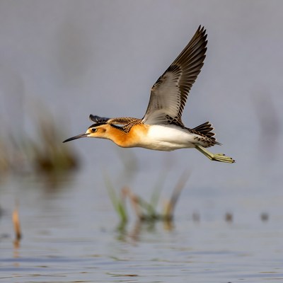 Flying Buff-Breasted Sandpiper over water
