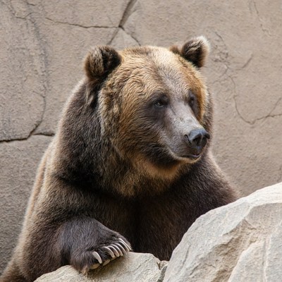 Grizzly bear on rock enclosure