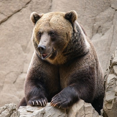 Grizzly Bear on Rocks