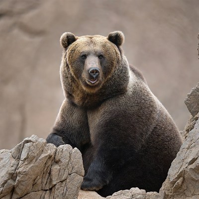 Grizzly Bear on Rocky Terrain