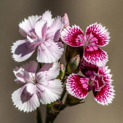 Pink and White Dianthus Flowers