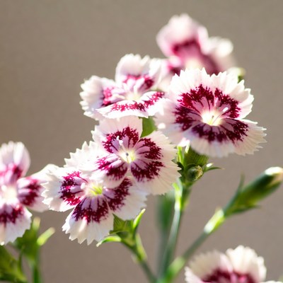 Pink Dianthus Flowers Blooming