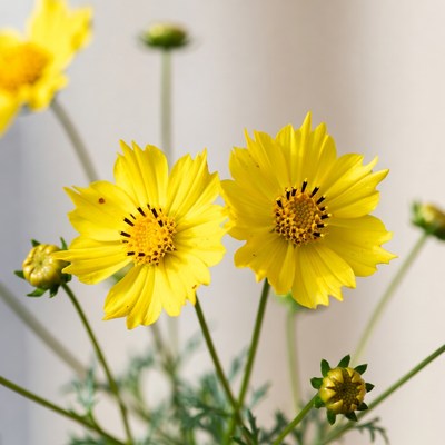 Yellow Daisies on White Background