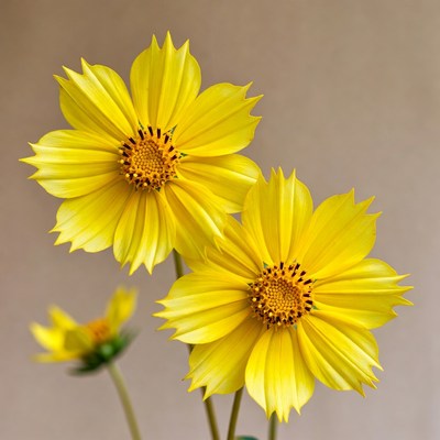 Yellow Cosmos Flowers Bouquet