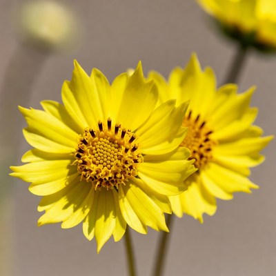 Pair of Bright Yellow Coreopsis Flowers