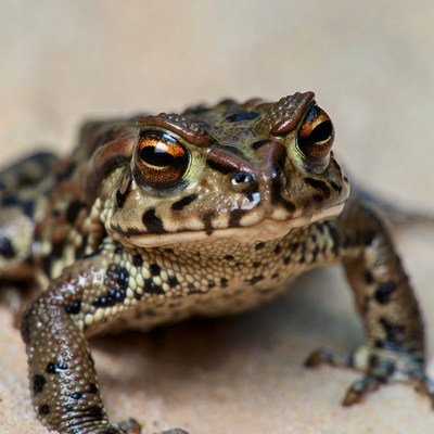 Close-up of toad with orange eyes