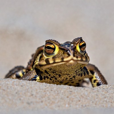 Close-up of toad on sand