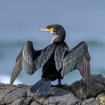 Double-crested cormorant spreading wings on rock