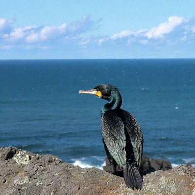Cormorant perched on rocky ocean cliff
