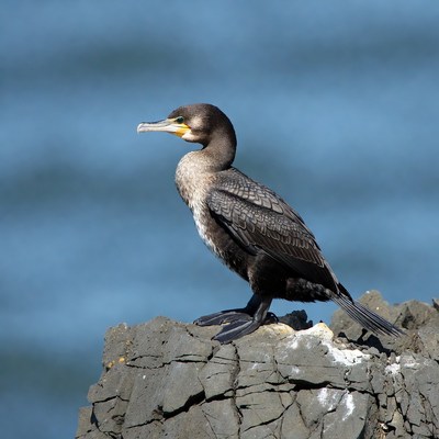 Cormorant standing on rocky cliff