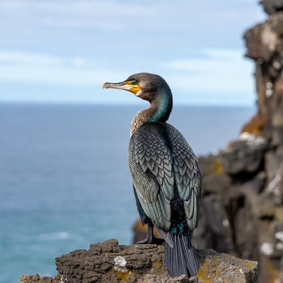 Cormorant perched on rocky cliff