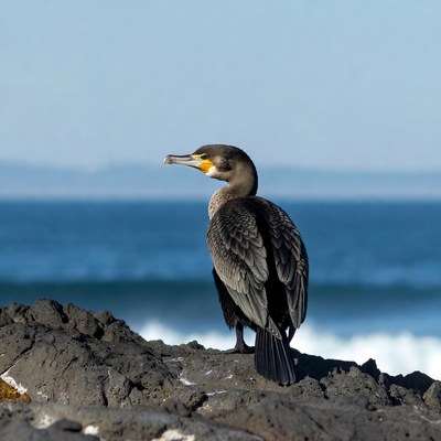Double-crested cormorant on rocky ocean shore