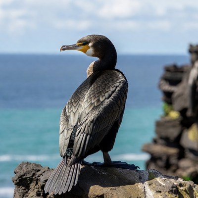 Cormorant perched on volcanic rock