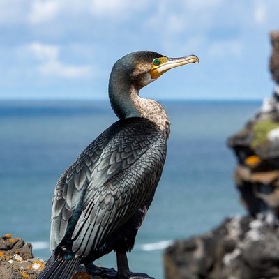 Cormorant perched on rocky cliff