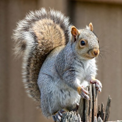 Gray squirrel on wooden post