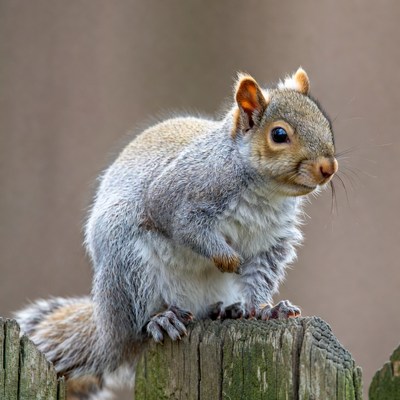 Gray squirrel on wooden fence