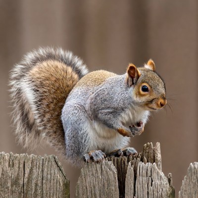 Gray squirrel on wooden fence