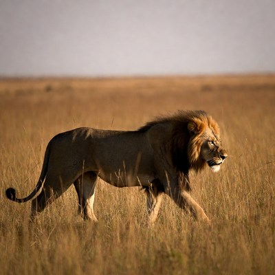 Lion walking in savanna grass