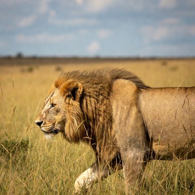 Lion walking in golden savanna grass