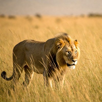 Lion walking in golden grass