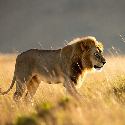 Lion walking in golden grass