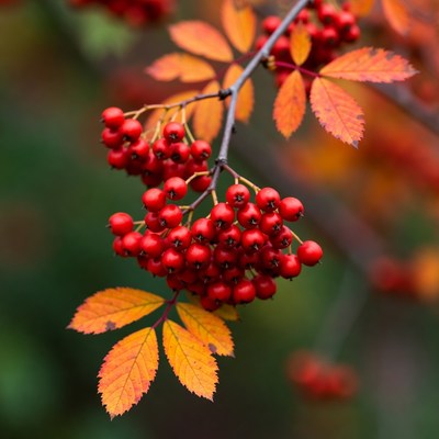 Red Mountain Ash Berries on Autumn Branch