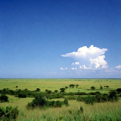 Vast green savanna under blue sky